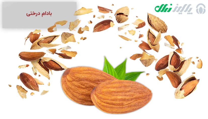 احداث باغ بادام از بزرگترین تولید کننده نهال بادام در ایران با یک قرن تجربه