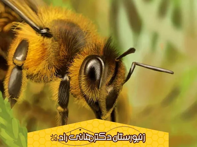 با انواع ملکه زنبور عسل آشنا شوید