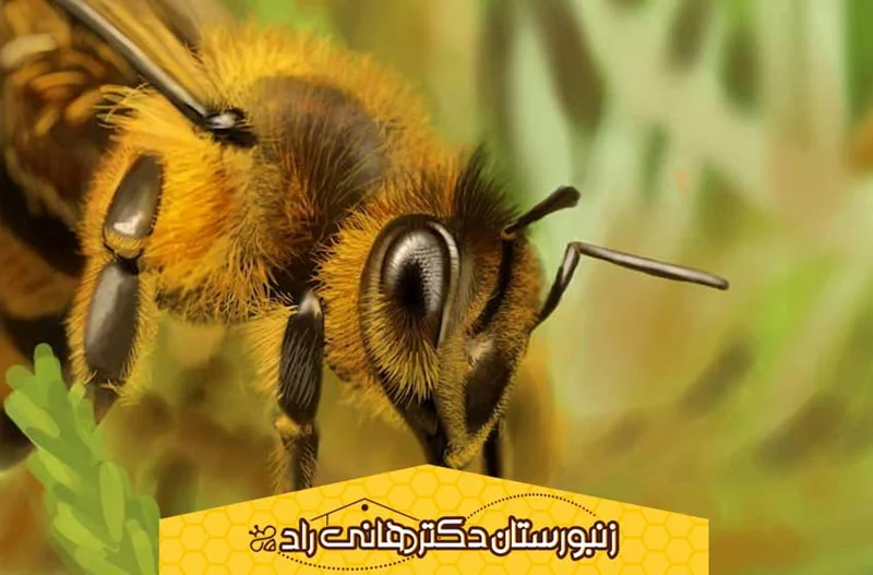 با انواع ملکه زنبور عسل آشنا شوید