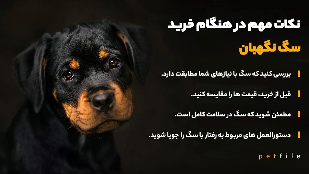 سگ نگهبان خود را از کجا بخریم؟