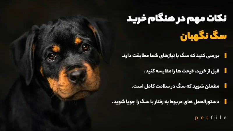 سگ نگهبان خود را از کجا بخریم؟