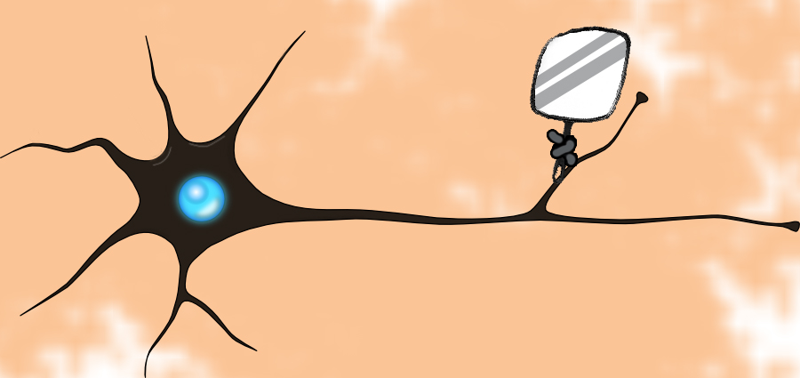 نقش نورون‌های آینه‌ای در زندگی ما