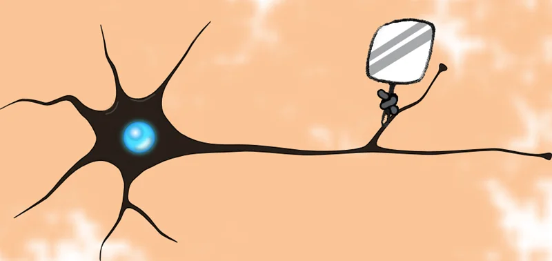 نقش نورونهای آینهای در زندگی ما