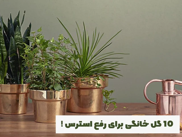 10 گیاهان خانگی که استرس را از بین می برند !